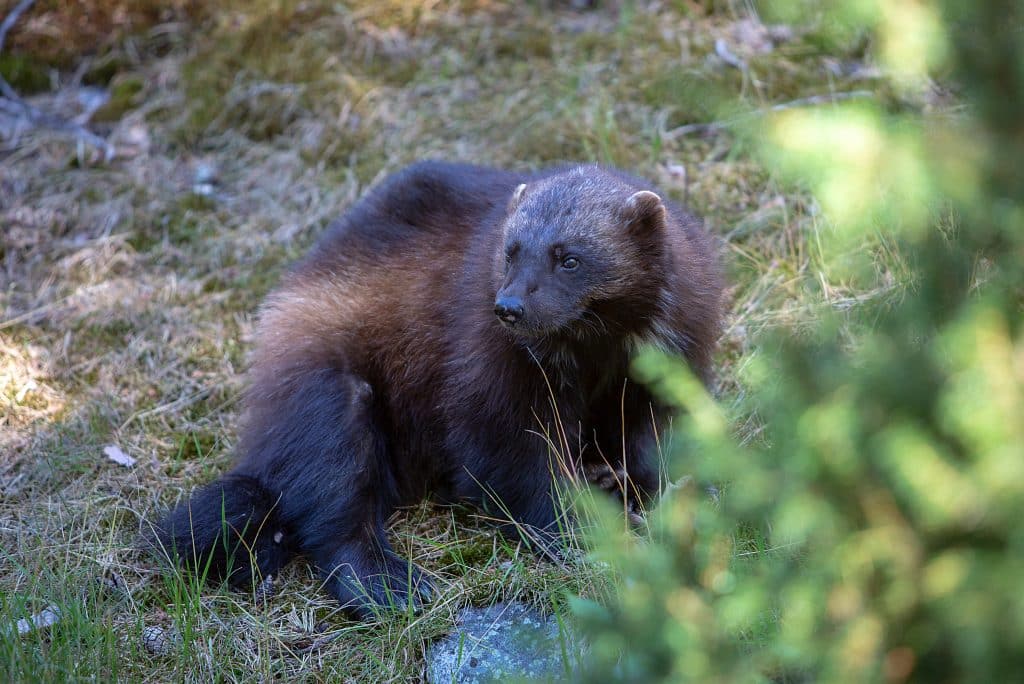 Överklagar licensjakten på järv: ”En medelmåttig jägare”