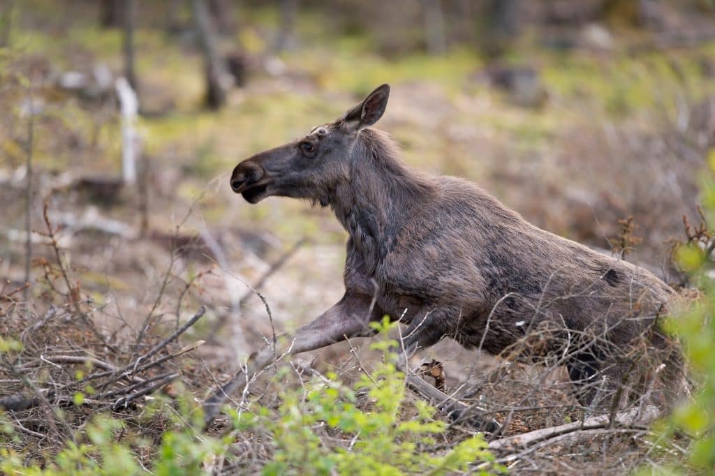 Naturvårdsverket: Nedgången i älgstammen planar ut