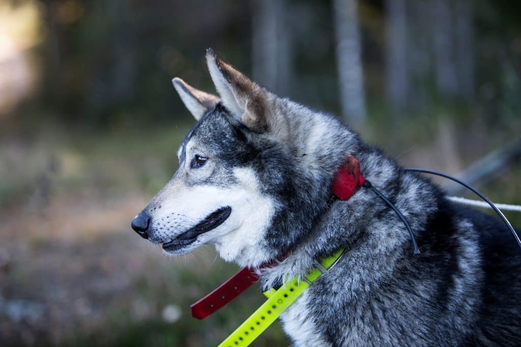Älghund strypt under älgjakt