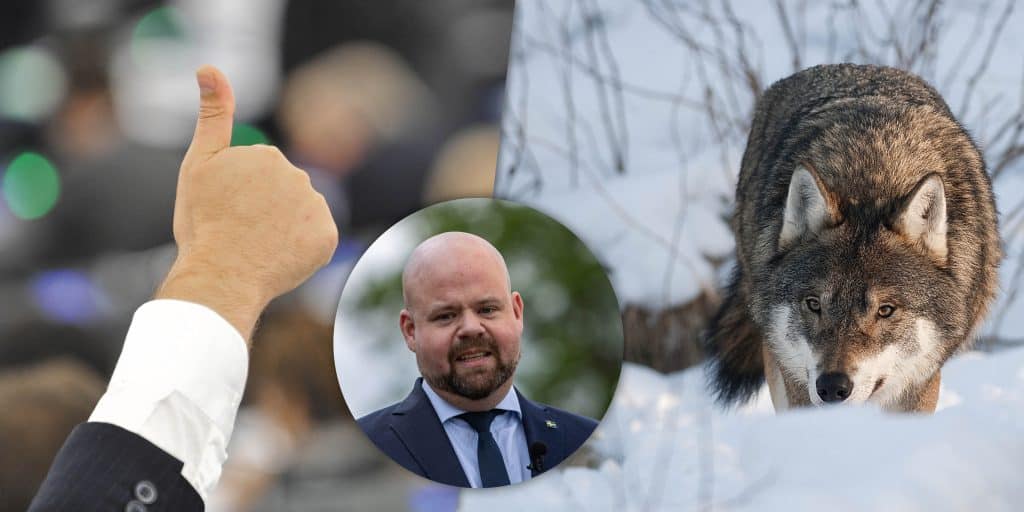 Klart: EU vill sänka vargens skyddsstatus