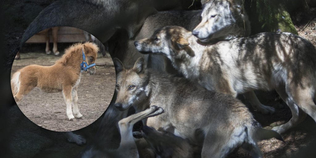 Stor vargflock i revir med dödad ponny – möjligt med skyddsjakt på fler vargar