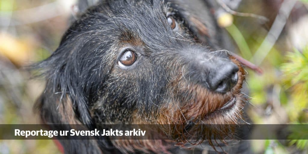Snart premiär: Total taxglädje på viltrika marker