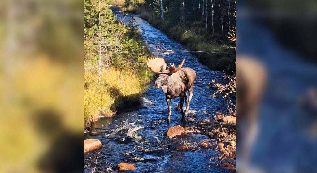 ”Fick den rätt i knät” – jätteälgen fastnade på film