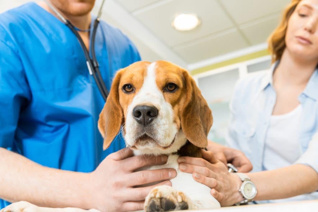 SLU och Agria instiftar Stora forskningspriset i veterinärmedicin