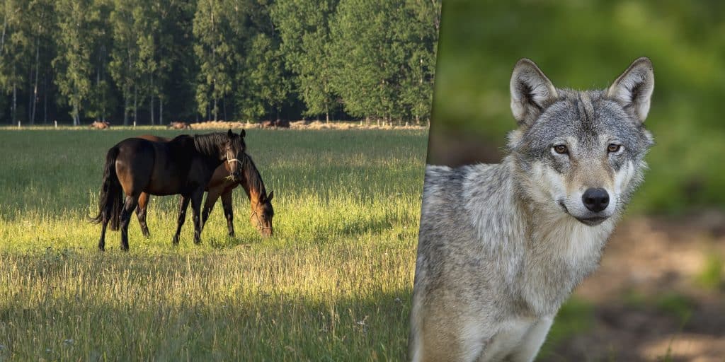 Vargrapportering i TV4 fälls av granskningsnämnden
