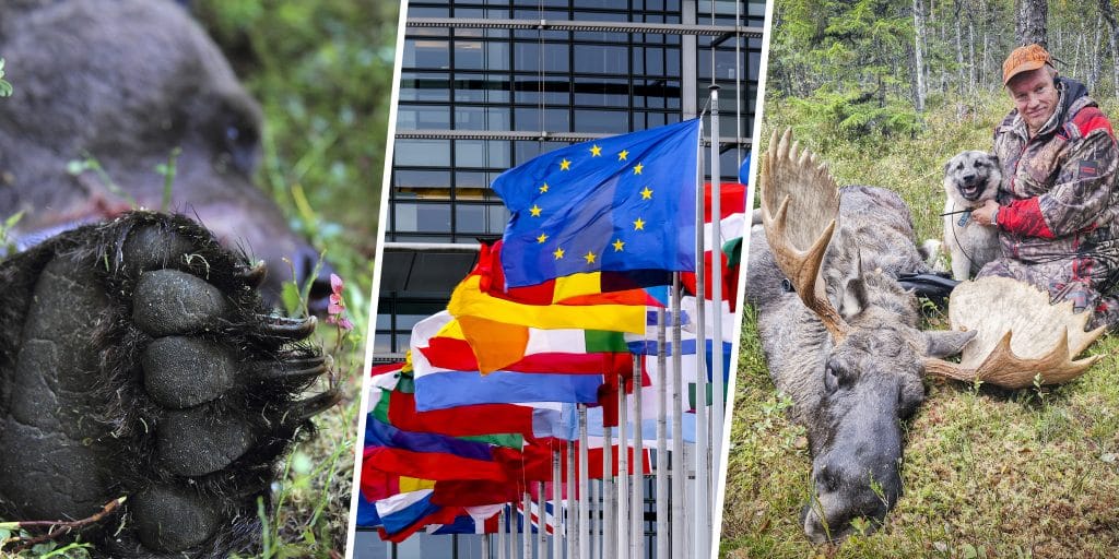 Veckans nyheter: Björnjägare i rätten, EU-omröstning om vargen och jätteälgar i pass