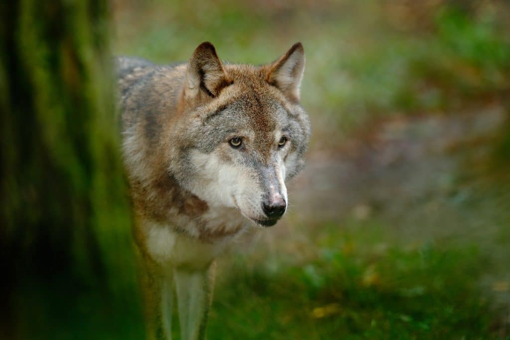 Hund dödad vid vargangrepp