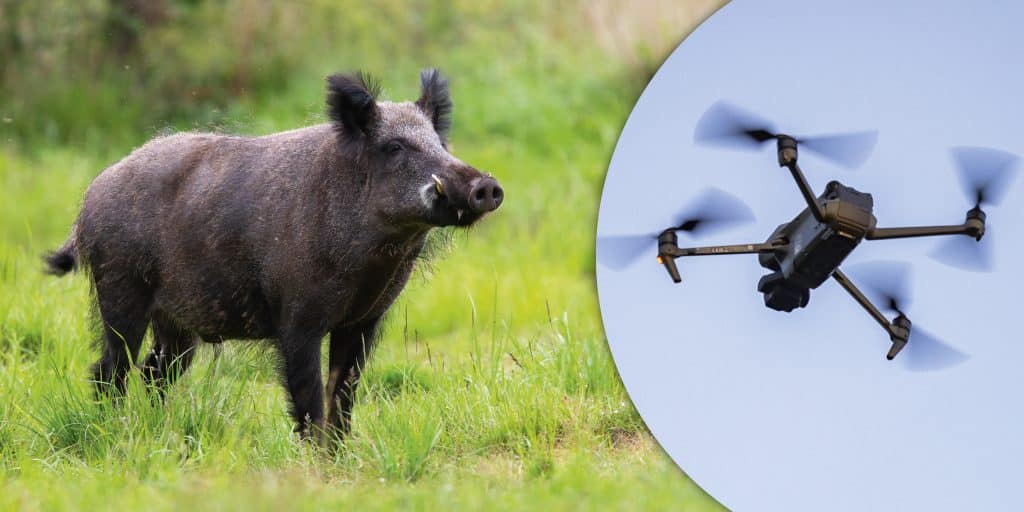 Länsstyrelserna säger nej till vildsvinsjakt med hjälp av drönare