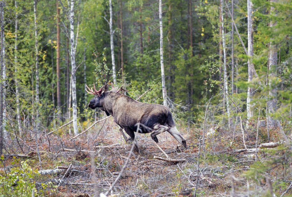 Politiker efterfrågar svar kring övre gräns på fällavgifter