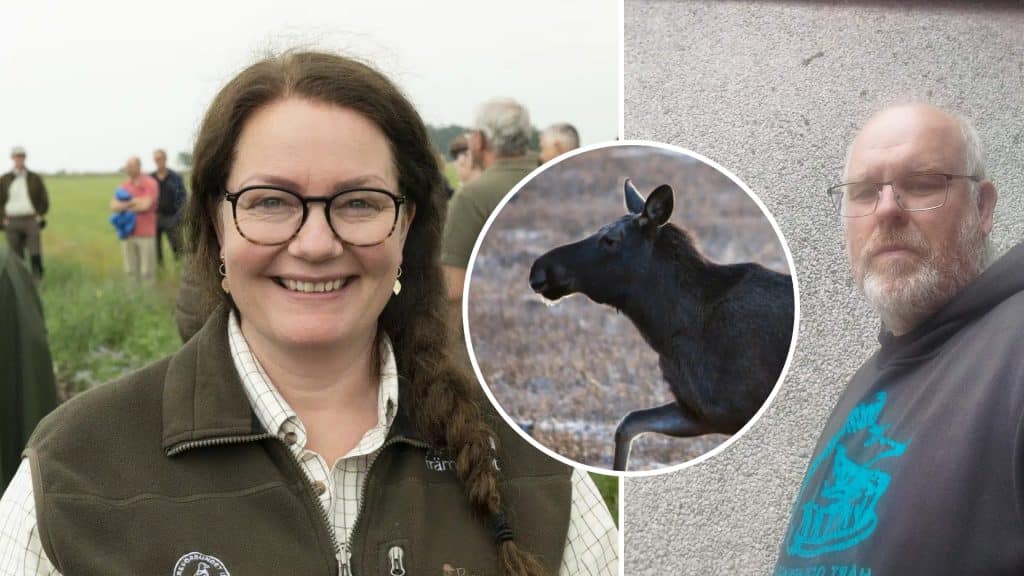 Älgjakten ställs in för andra året i rad: ”Det finns ingen glädje i jakten när det ser ut så här”