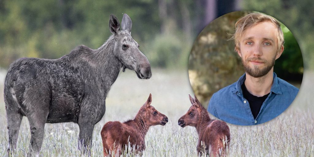 Älgkor som förlorat kalv ändrar beteende