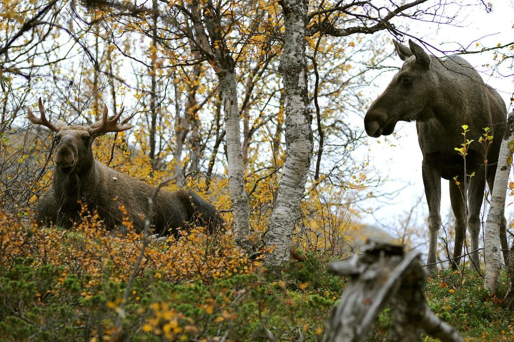 Sju steg – så vill Jägareförbundet förbättra älgförvaltningen
