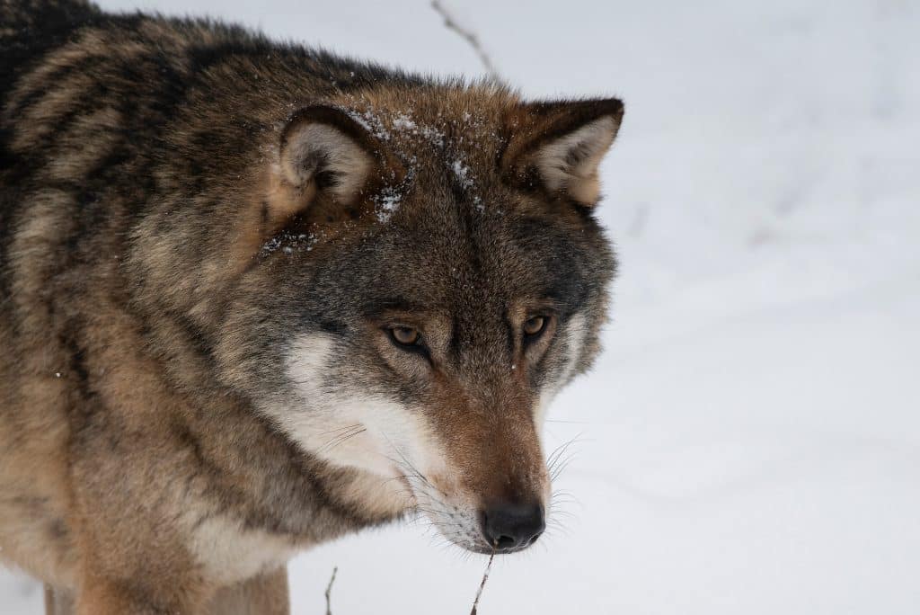 WWF vill inte minska vargstammen: ”Politisk symbol”