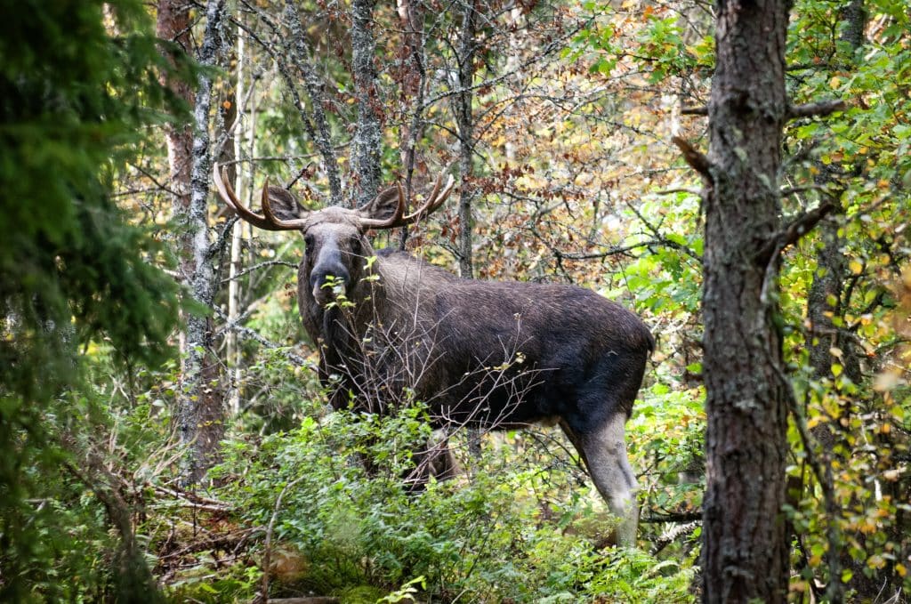 Frustrationen är stor – dubbelt såg hög tilldelning i angränsande licensområden
