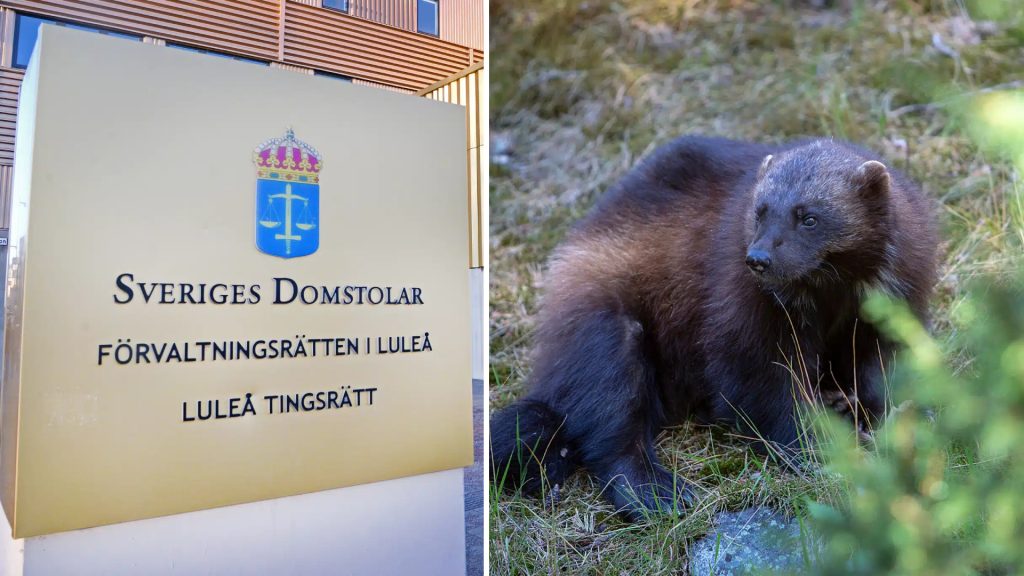 Licensjakten på järv i Jämtland stoppas – felaktig hantering av domstol och myndighet