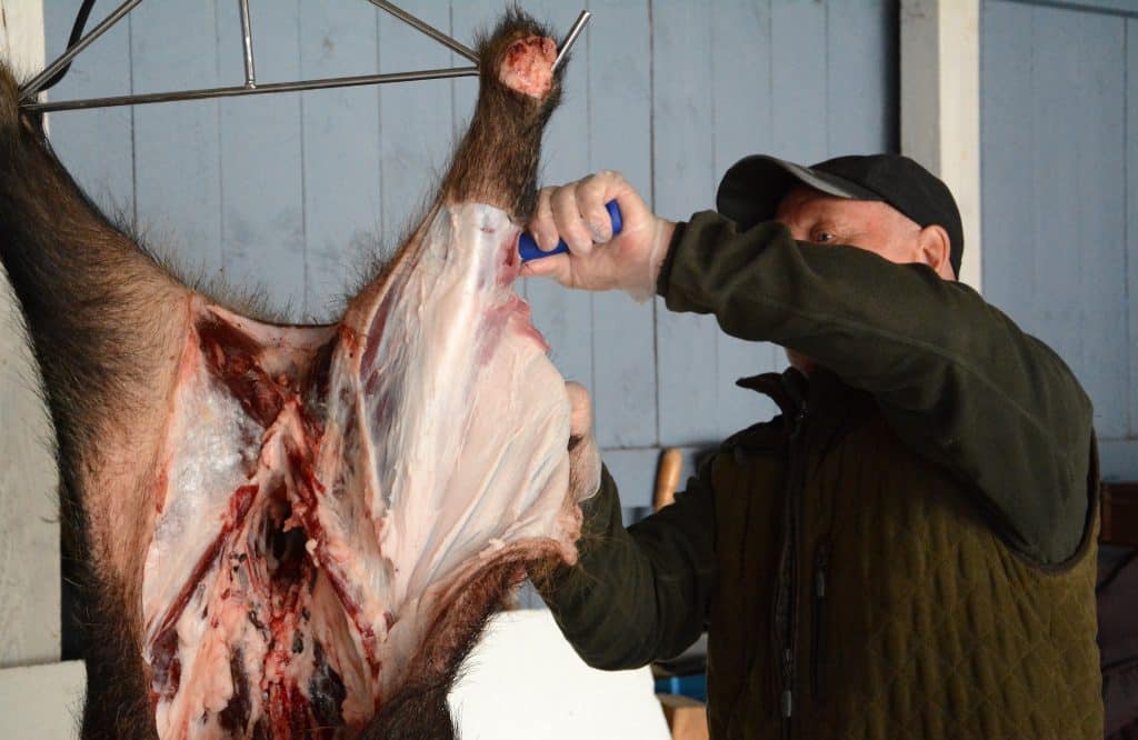 Fler möjligheter för jägare att sälja vildsvinskött: ”Äntligen!”