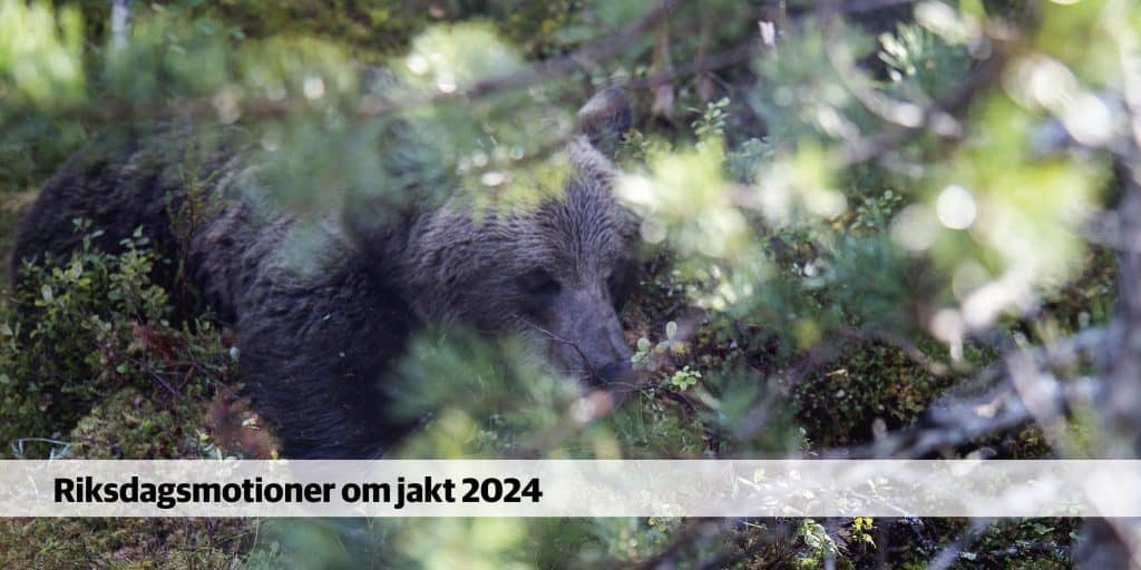 Liberal motion: rovdjursskinn till skyddsjägare