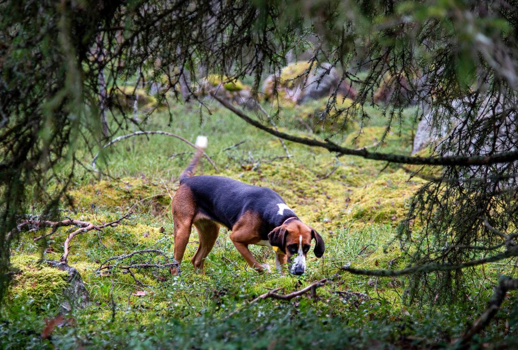 Andra attacken på två veckor: Stövare dödad av varg