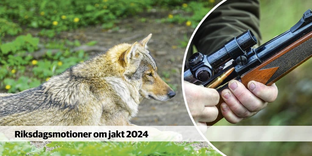 Varg och vapen i moderata motionsfloden