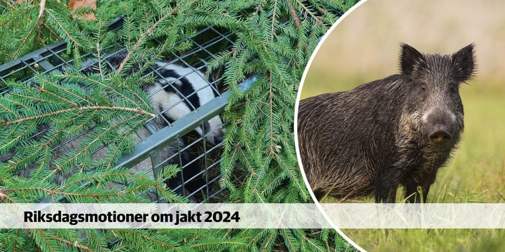 Miljöpartister vill förbjuda fällor för räv och grävling
