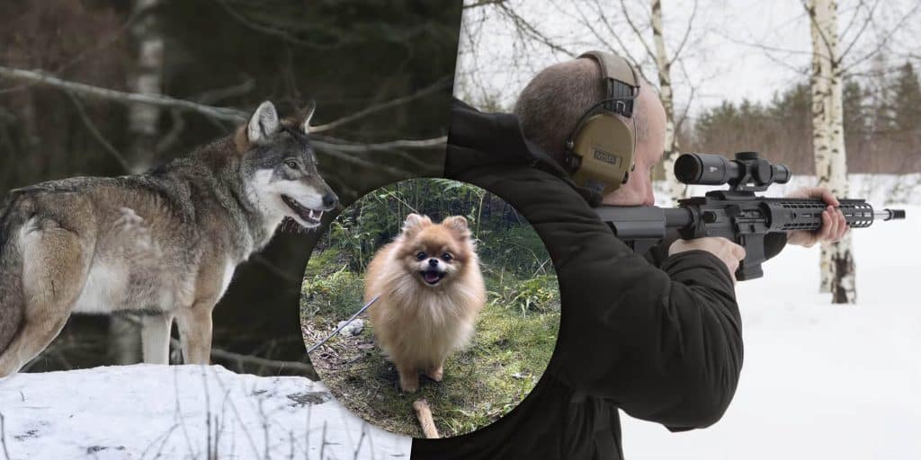 Färre vargar, vill förbjuda AR och vargdödad hund – här är veckans nyheter