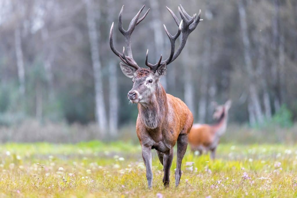 Så får du stora kronhjortar på jaktmarken