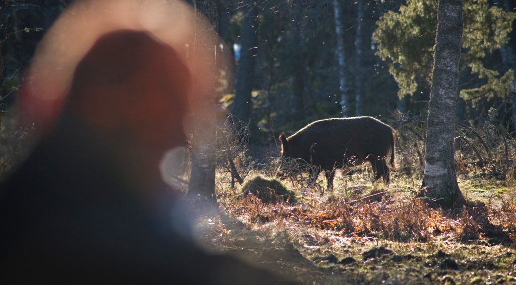 Vildsvinsavskjutningen fortsätter att minska – men trenden på väg att brytas
