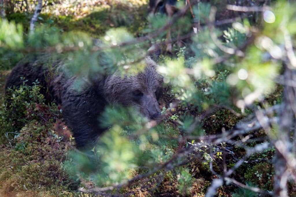 Älgjägare sköt anfallande björn