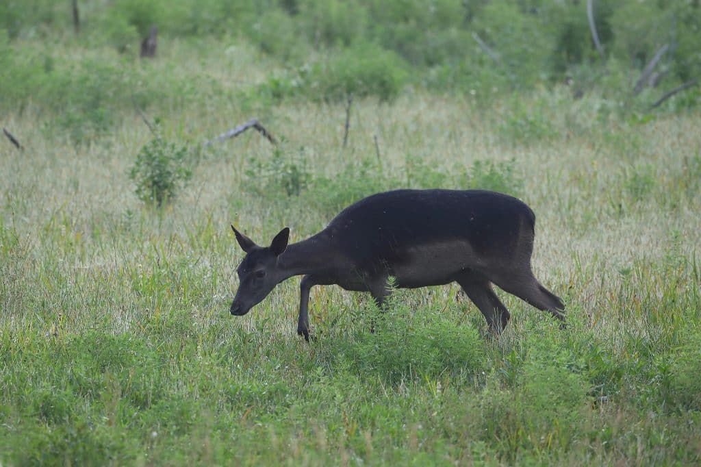 Hovrätten ändrar tingsrättens dom – frikänner jägare som sköt otillåten hjort