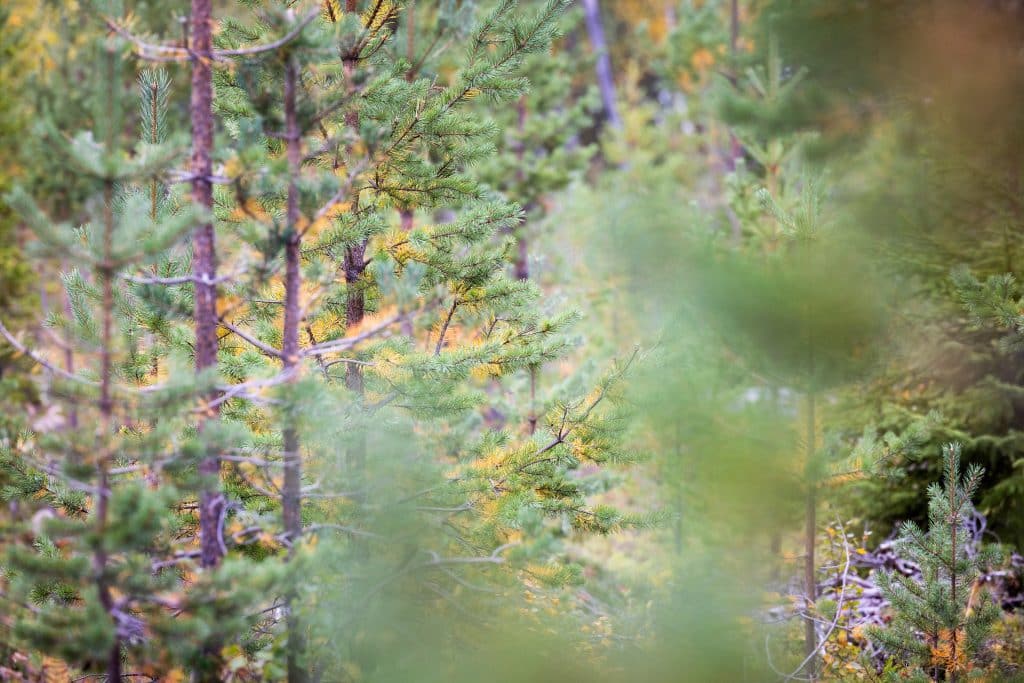 Får attackerades – länsstyrelsen stoppar jakt med hund