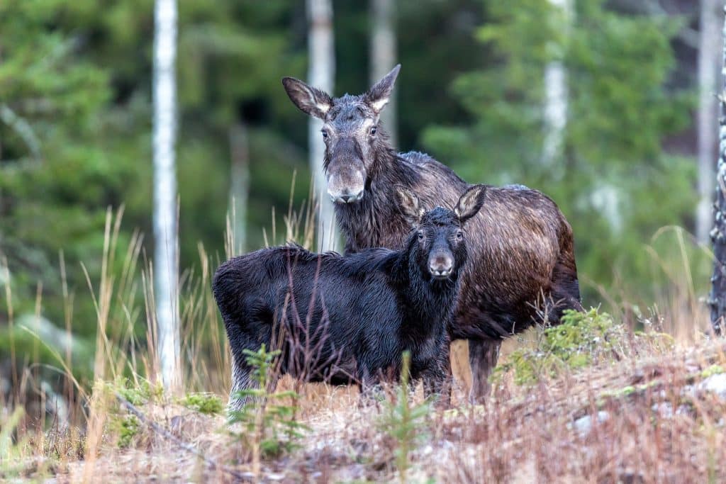 Förundersökning mot misstänkta tjuvjägare nedlagd