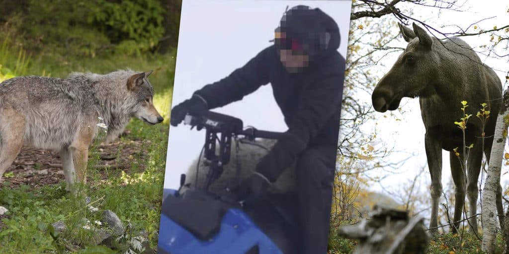 Domar i vargmål, vildsvin och vapen – här är veckans nyheter