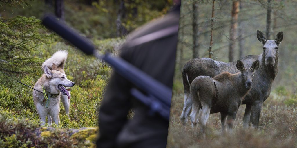 Markägare och jägare överens – skjut fler älgkor