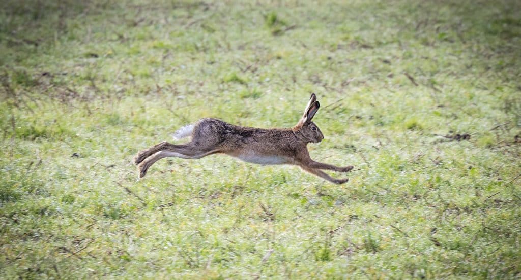 Skadsköt harar med luftgevär – åtalas för jaktbrott och djurplågeri