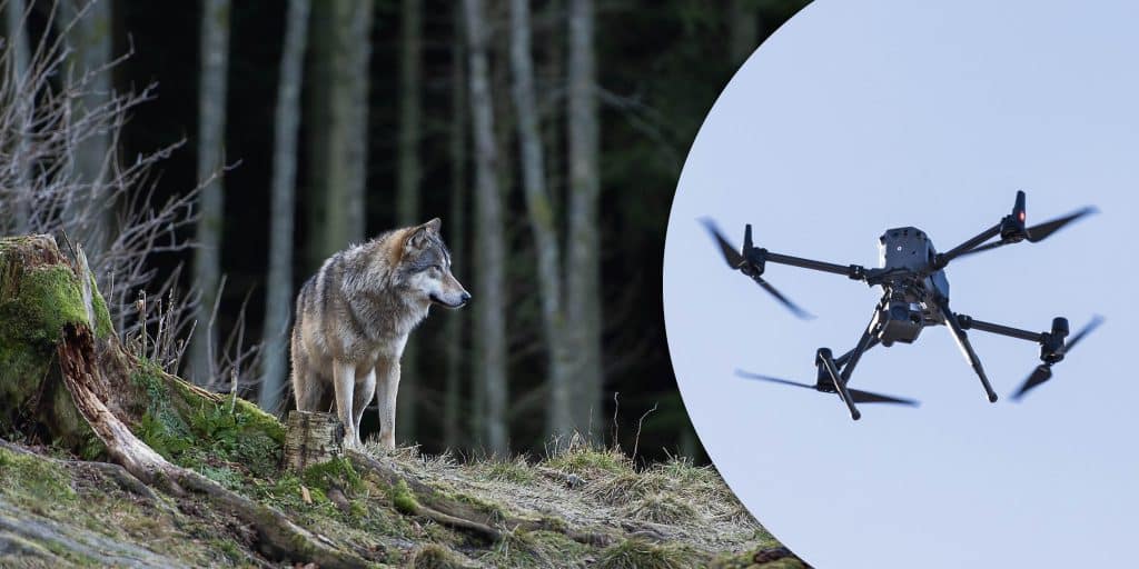 Varg ska skjutas på Åland – planer på drönare i jakten