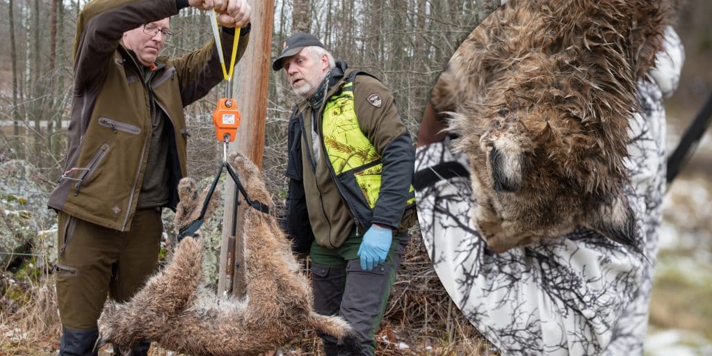 Minst fyra jakthundar rivna – rätt lodjur har skjutits
