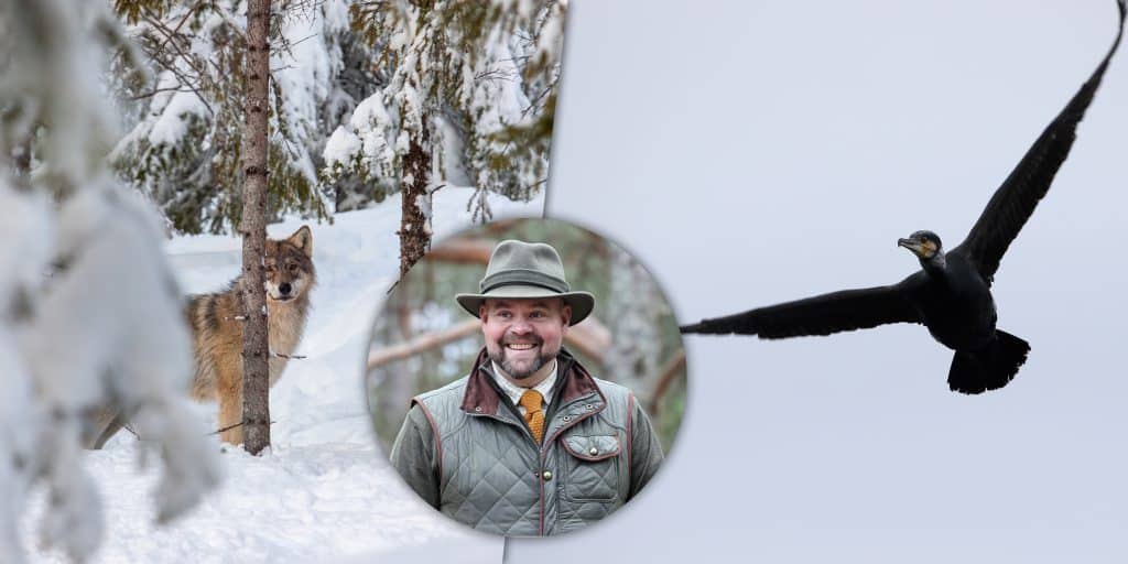 Veckans nyheter: Skyddsjakter, landsbygdsminister Peter Kullgren och skarvens matvanor