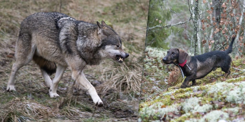 Tax angripen av varg – hunden räddades av ägaren