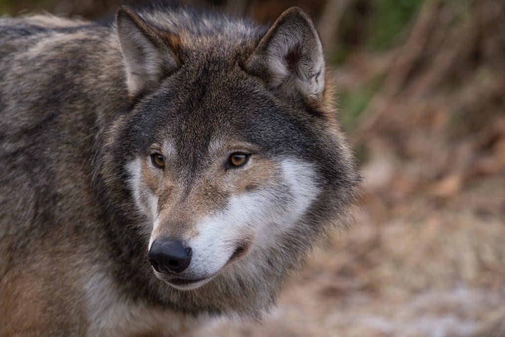 Stort vargangrepp på får under helgen