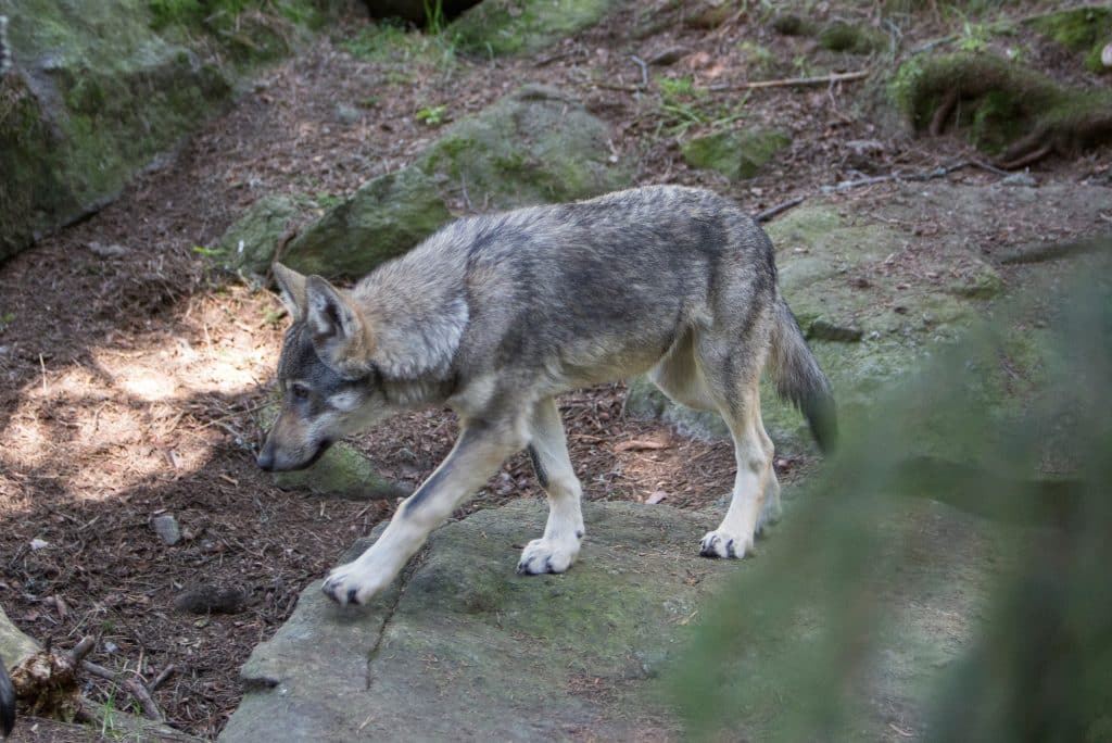 Valpar från så kallat genetiskt viktig varg i Skåne