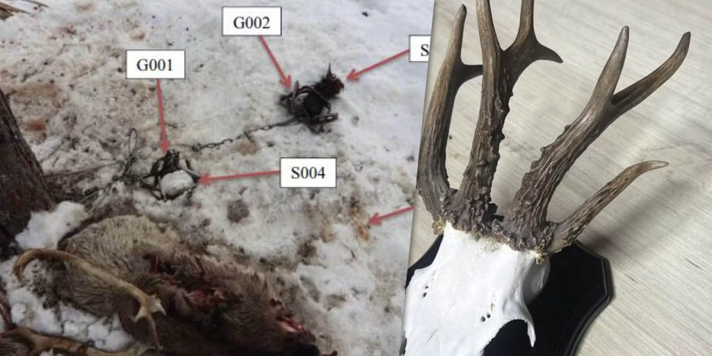 Förlorade vapen och unik bock – här är veckans nyheter