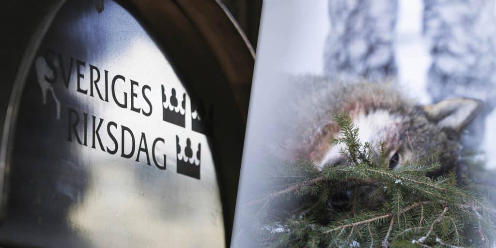 Myndigheter vill kunna tömma vargrevir – regeringen kan agera omedelbart