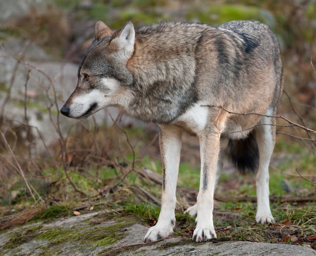 Älghund dödades av varg – ägaren får ersättning av staten