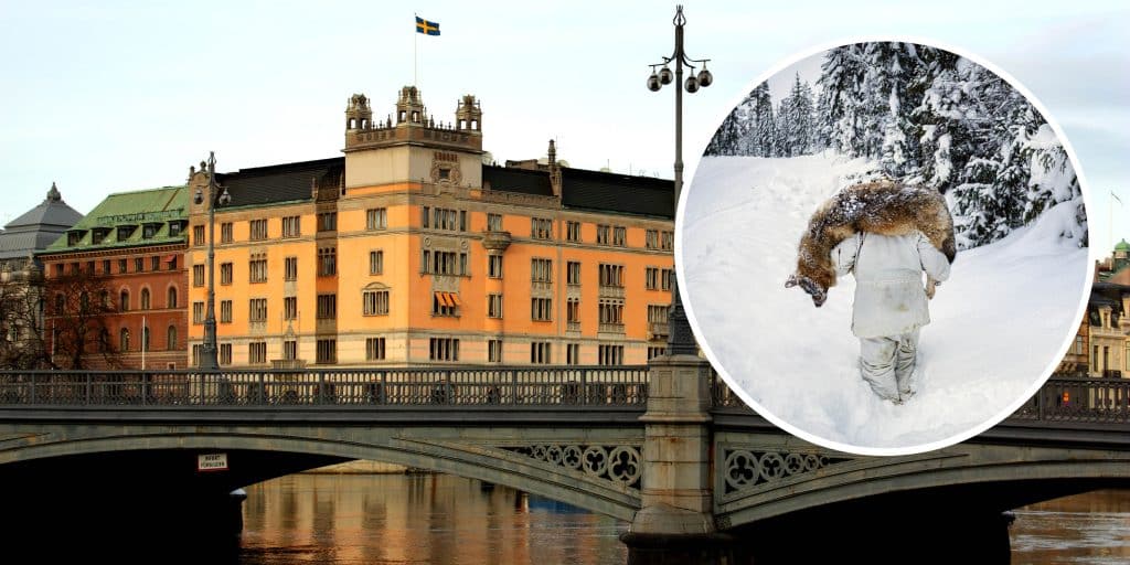 Regeringen analyserar förslag om enklare vargjakt