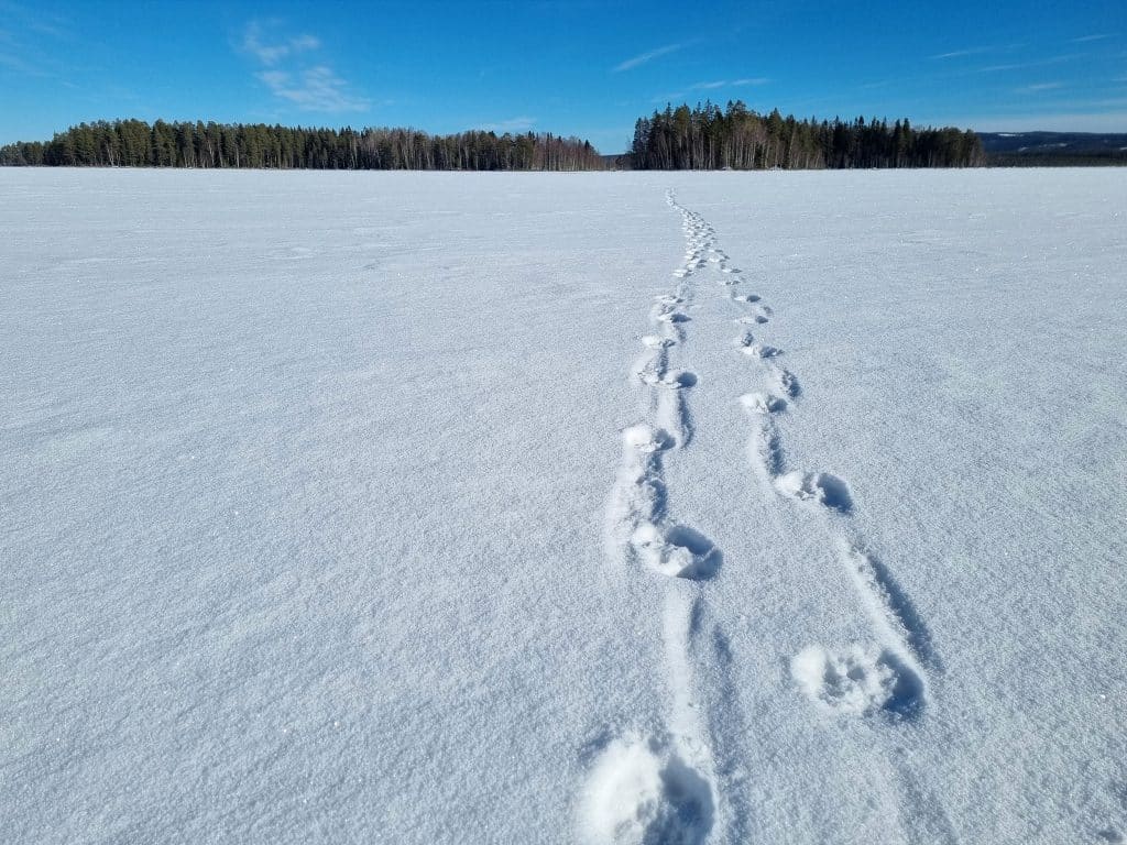 Rovdata: Fler vargar vandrar ut från Ryssland