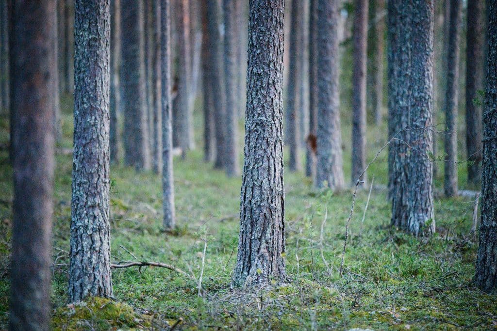 Jägare död i olycka – fick toppen av ett träd över sig