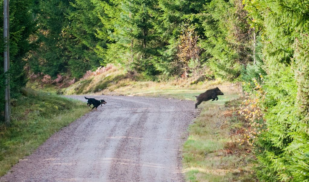 Ökad samverkan – slutsats i redovisning om vildsvinsförvaltning