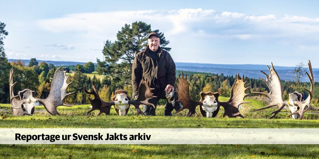 Här har skogens konung guldkronor
