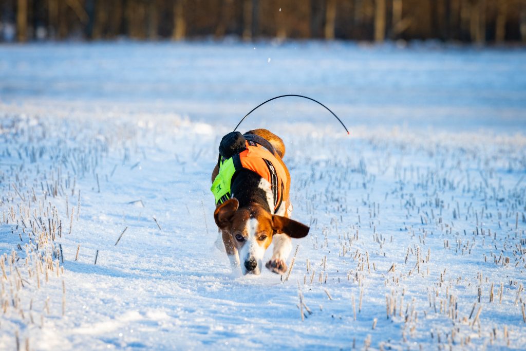 Dags för SM – Sveriges bästa harhund ska koras