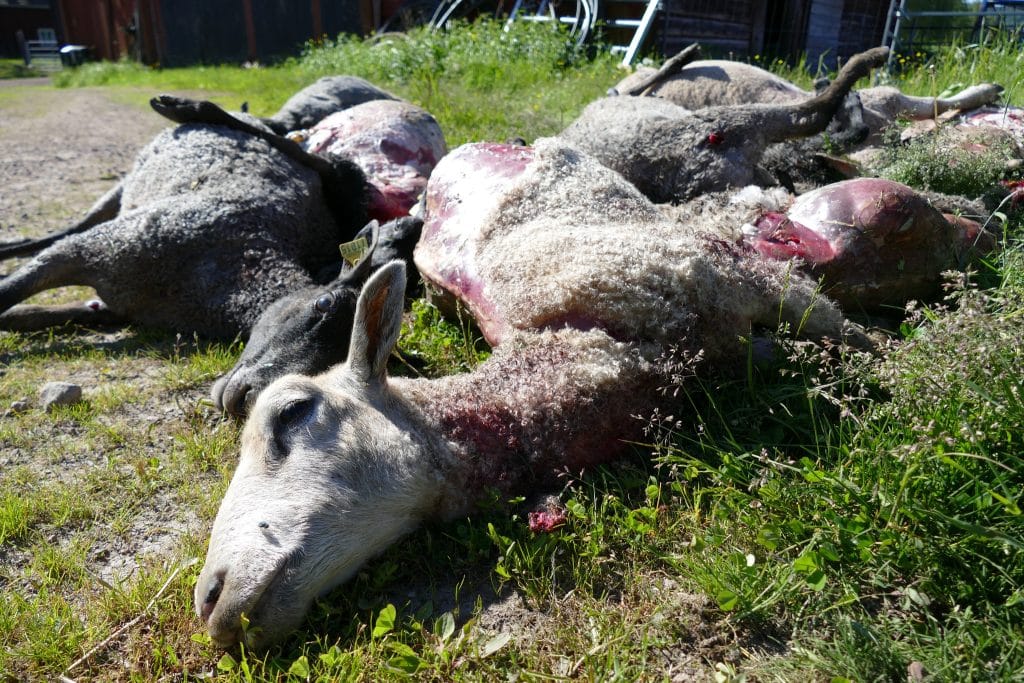 Beslut: Skyddsjakt på sörmländsk varg